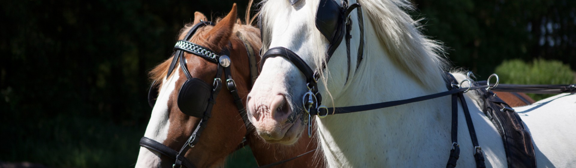 Paard7.jpg