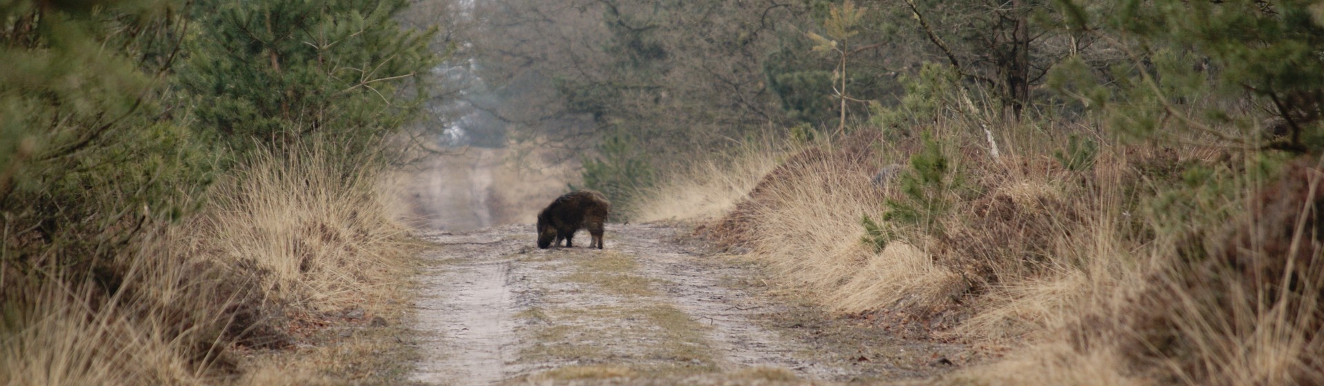 caitwickerzand 063.jpg