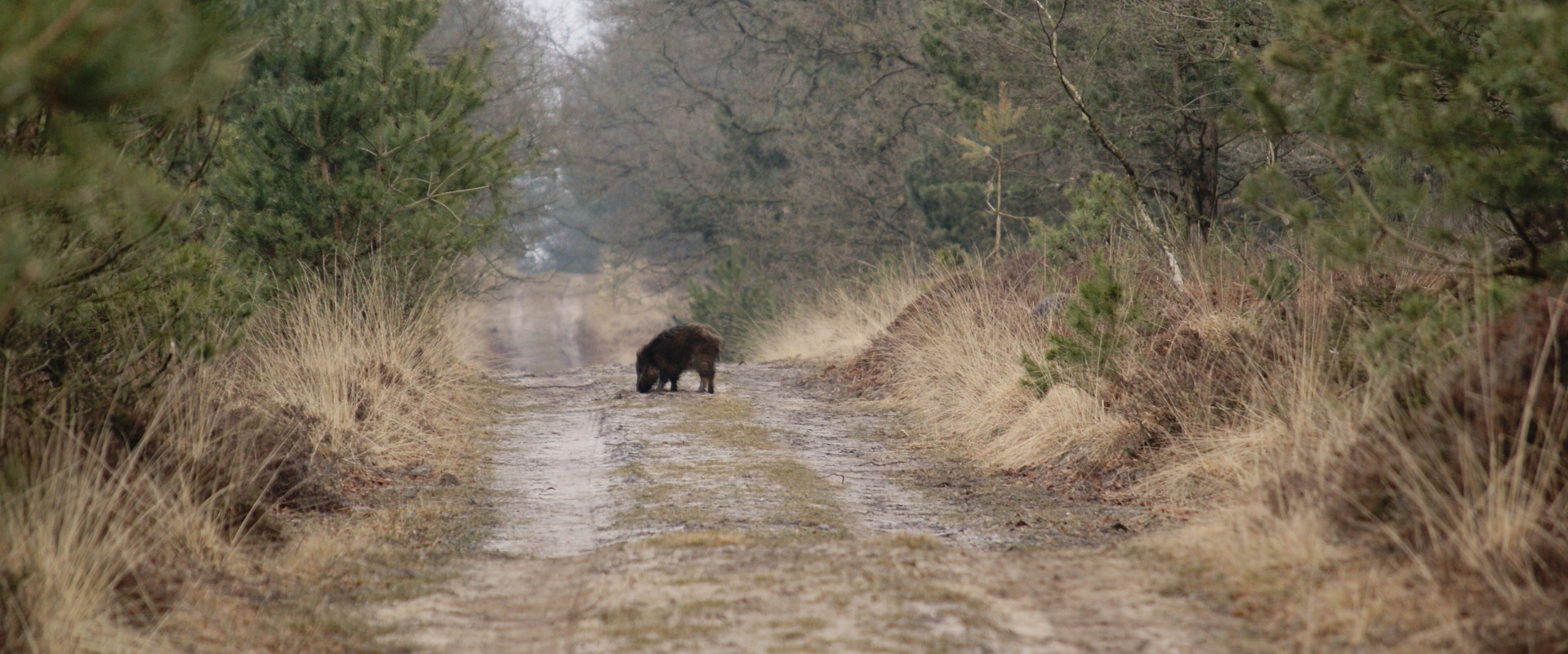 caitwickerzand 063.jpg