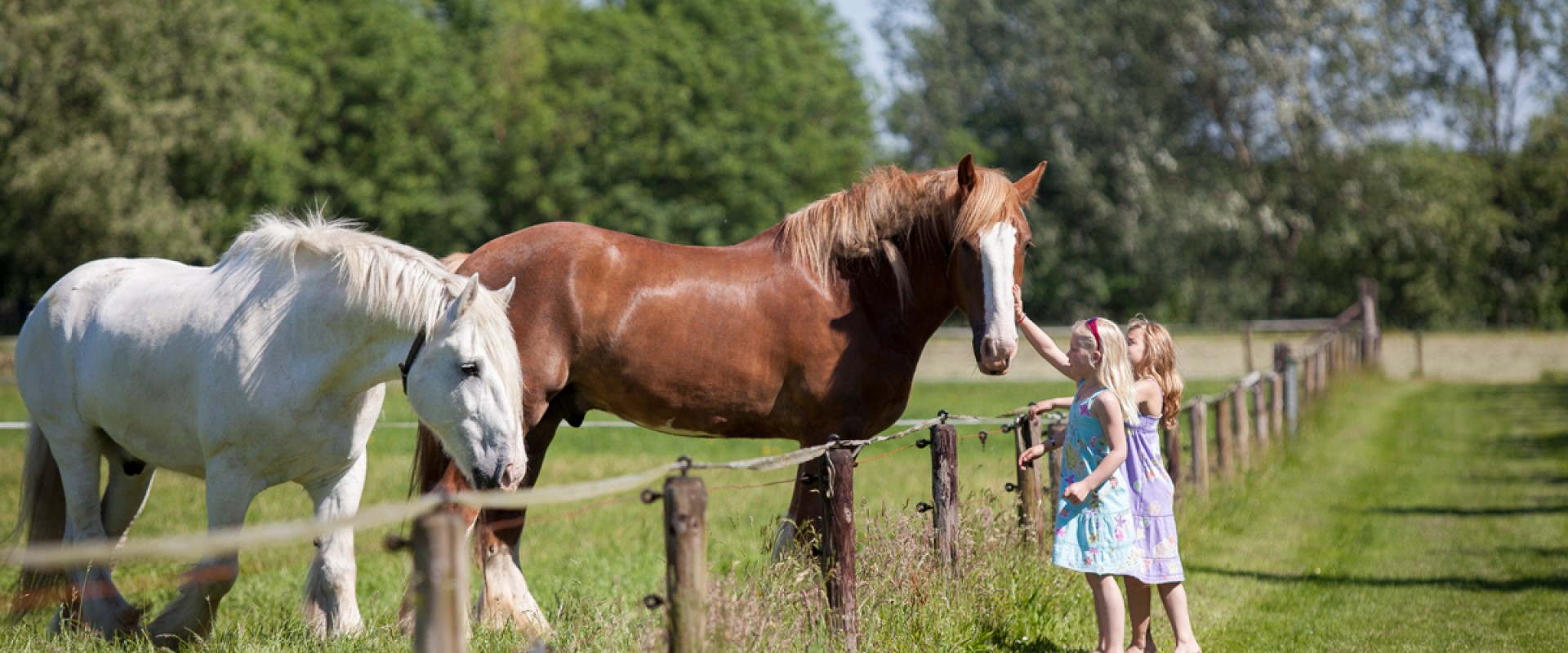 Paard2.jpg