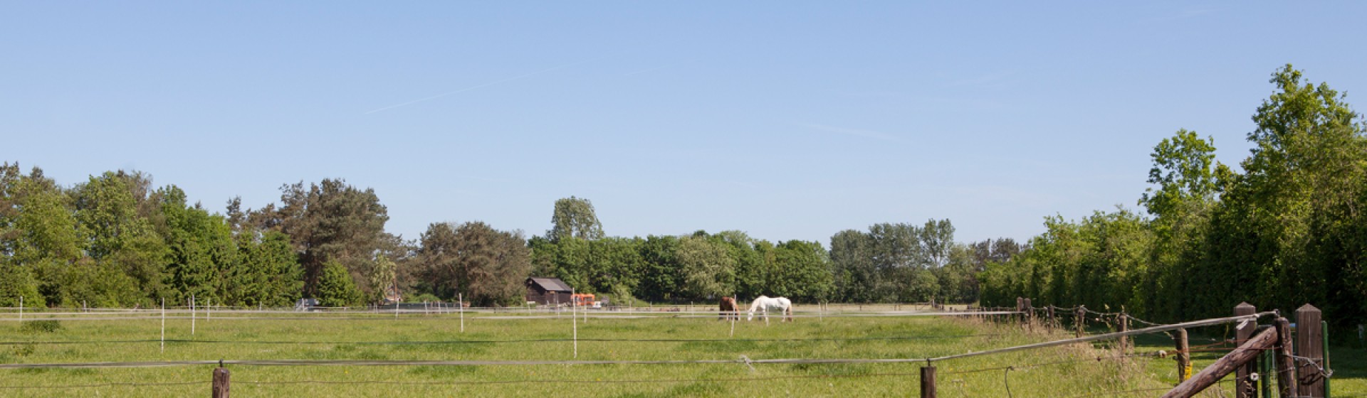 Paard1.jpg